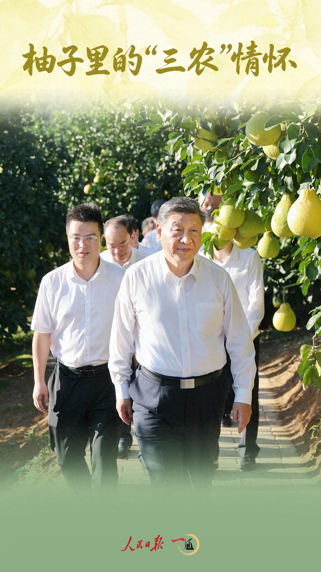 一见&middot;柚子里的&ldquo;三农&rdquo;情怀