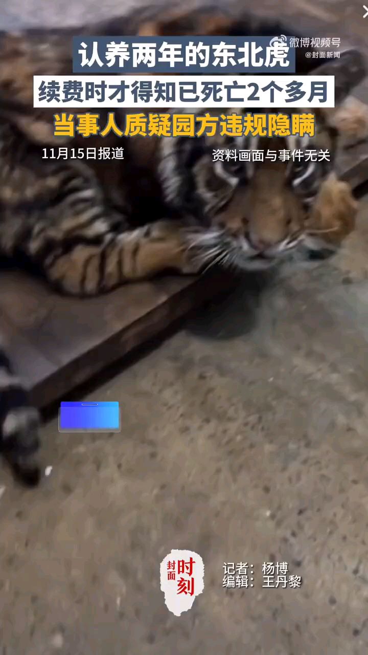 续费时才知老虎死亡，&ldquo;云认养&rdquo;资金去向该有个交代