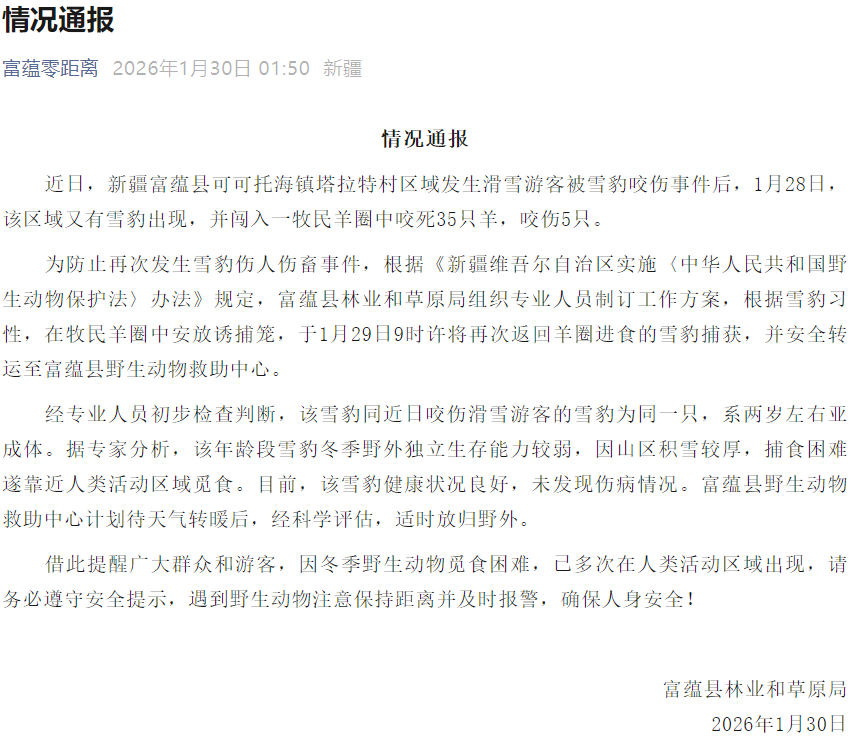 咬伤游客的雪豹，又咬死35只羊！当地通报