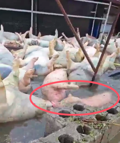 广西宾阳一养猪场被淹，大批死猪四脚朝天漂浮在水面上，部分已经发黑，当地回应：属实，正在处置