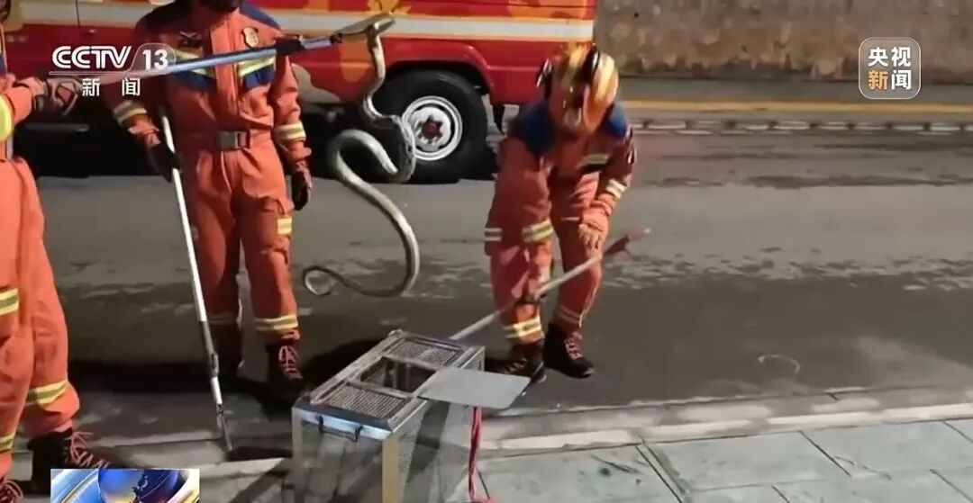 紧急扩充蛇毒血清库存！广西横州全力防范洪水蛇伤险情