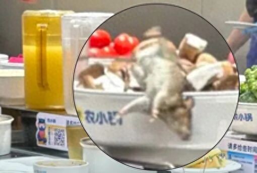 上海一火锅店有老鼠掉入菜品中 门店回应：或是附近店铺装修引发鼠患