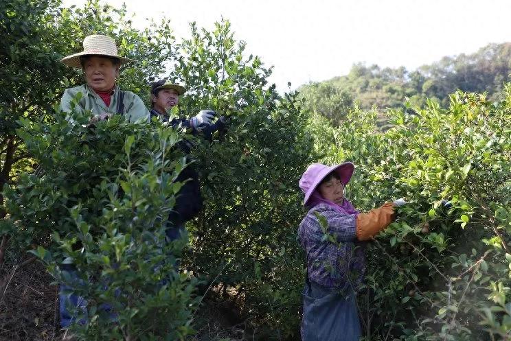 何永志：为茶油产业提建议