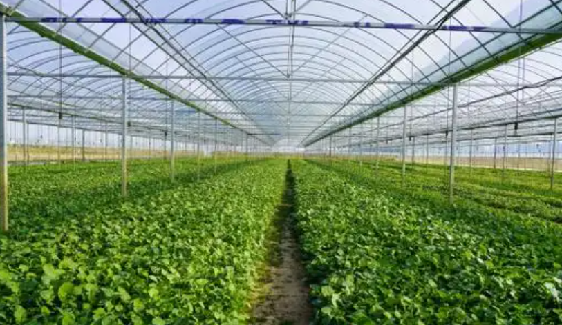 油菜智慧育种有了&ldquo;精准导航&rdquo;