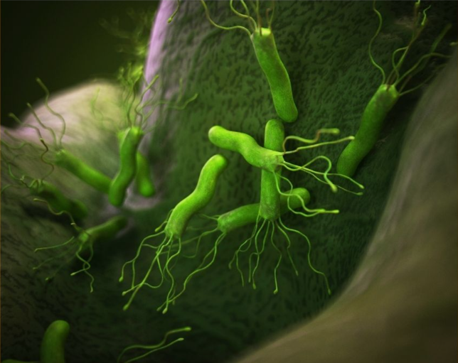 我科学家为根除幽门螺杆菌提供新方案