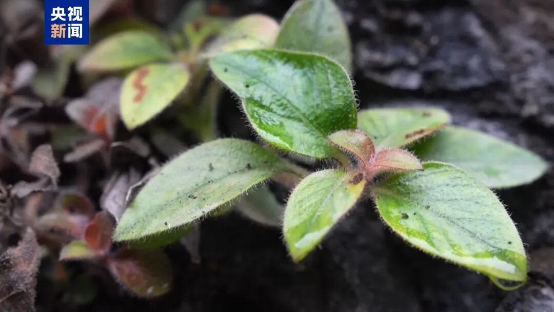 湖南发现一极危物种！