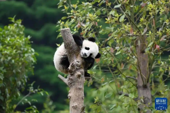 新华社出图！张张可爱！