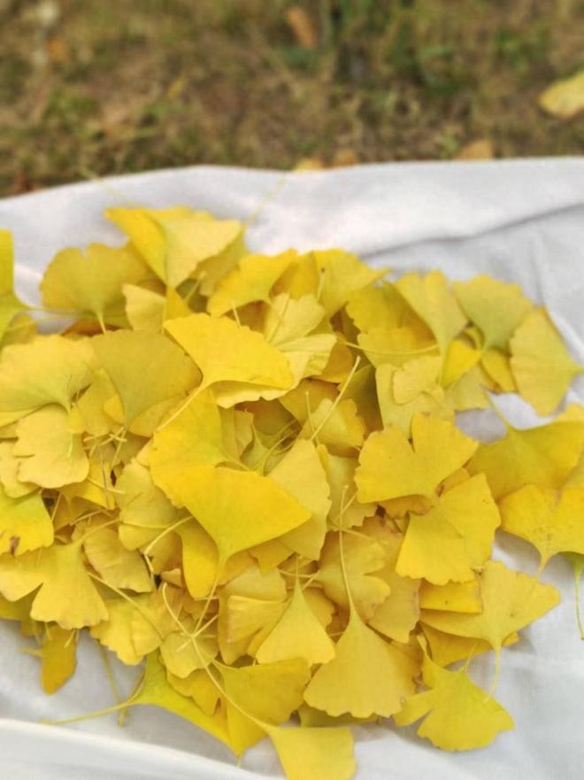 百片20元的银杏叶在网上卖&ldquo;爆&rdquo;了？江苏女子全家动员&ldquo;捡金叶&rdquo;，一个秋天卖出数万片