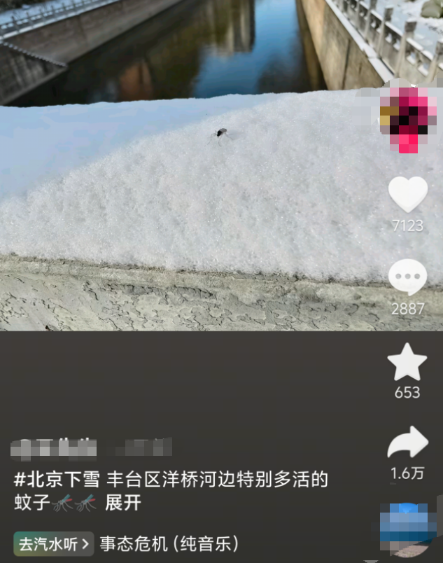 北京雪地惊现蚊子爬行，蚊子能抗寒了？