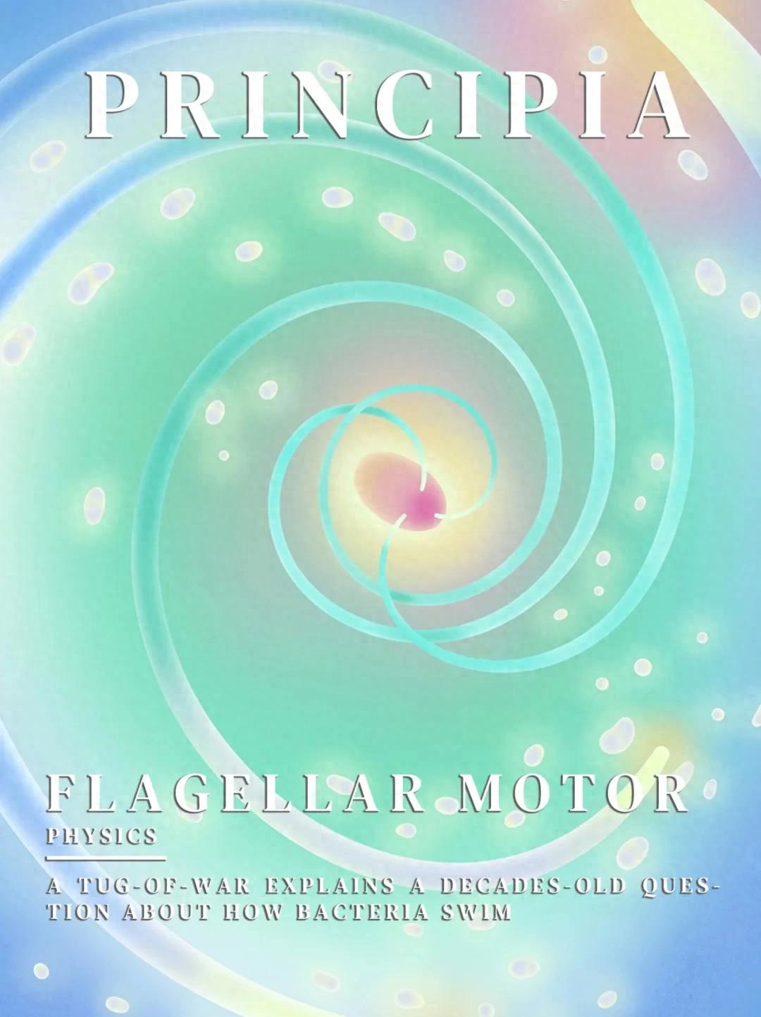 发现细菌游动的新机制