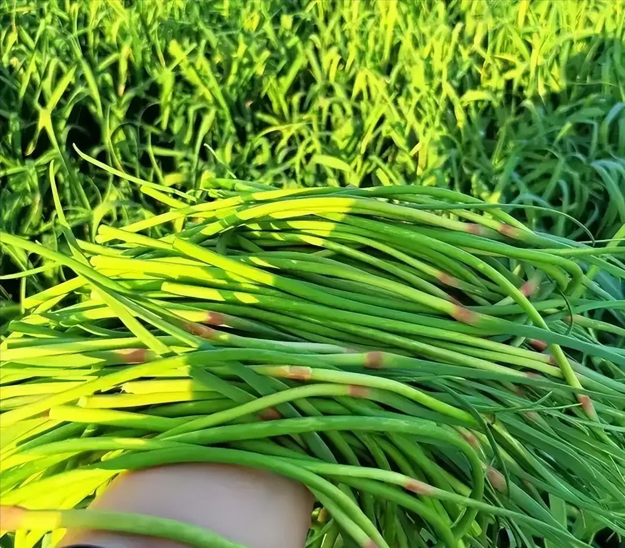从&ldquo;蒜你狠&rdquo;到&ldquo;蒜你贱&rdquo;，为啥丰收反而成了蒜农的灾难？