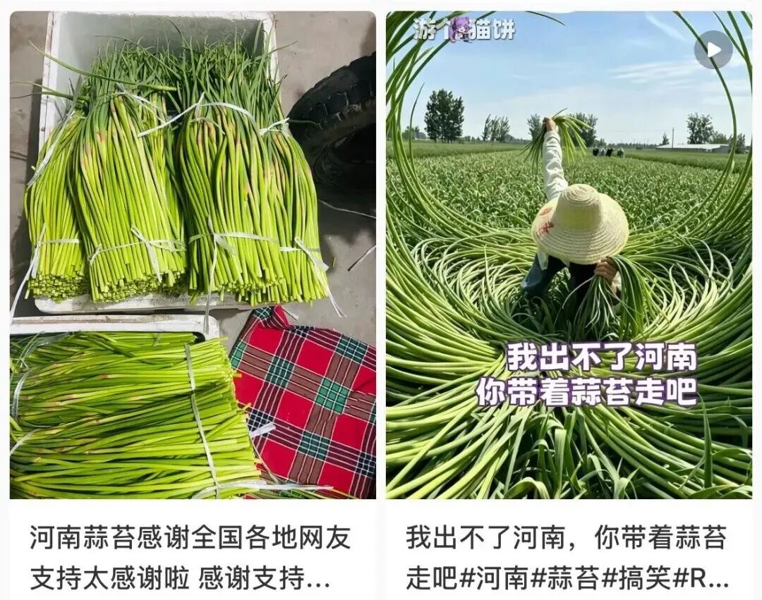网传 &ldquo;河南蒜薹滞销弃收&rdquo;，真相究竟如何？
