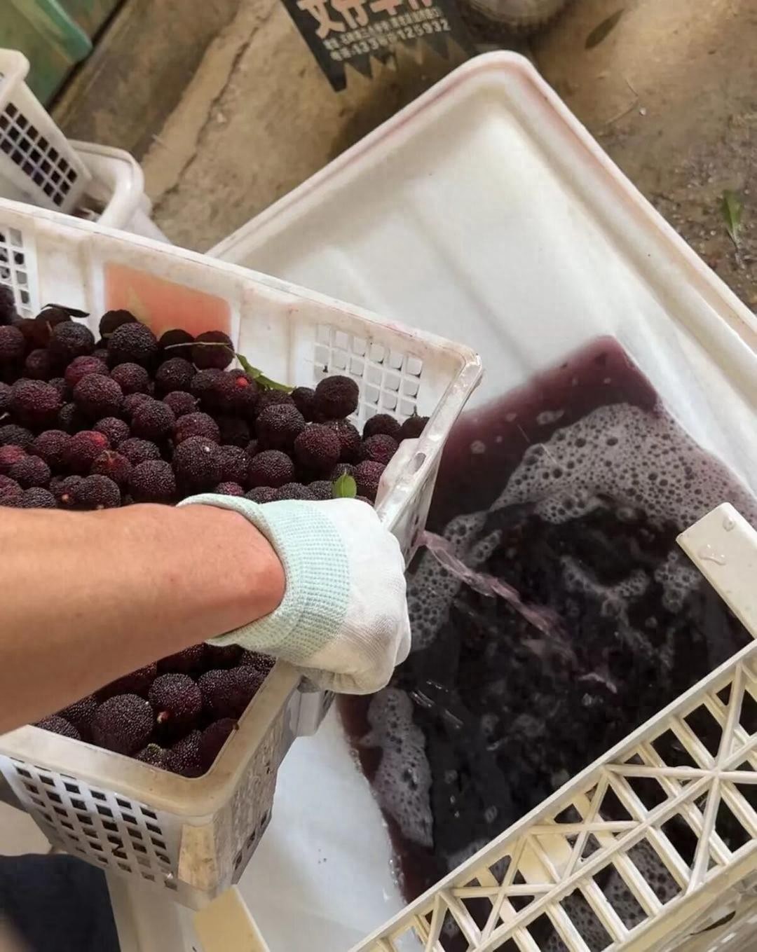 快评丨&ldquo;泡药杨梅&rdquo;引发信任危机，果农生路不该靠消费者的同情