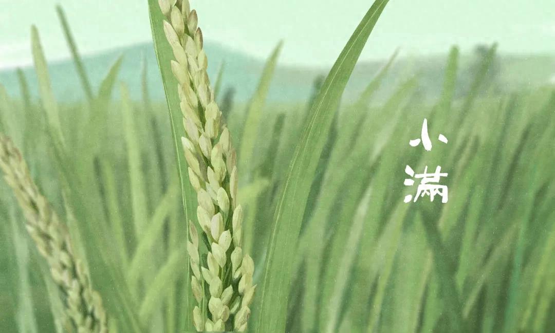 今日小满|上午小满雨不休，老辈农谚知夏秋？
