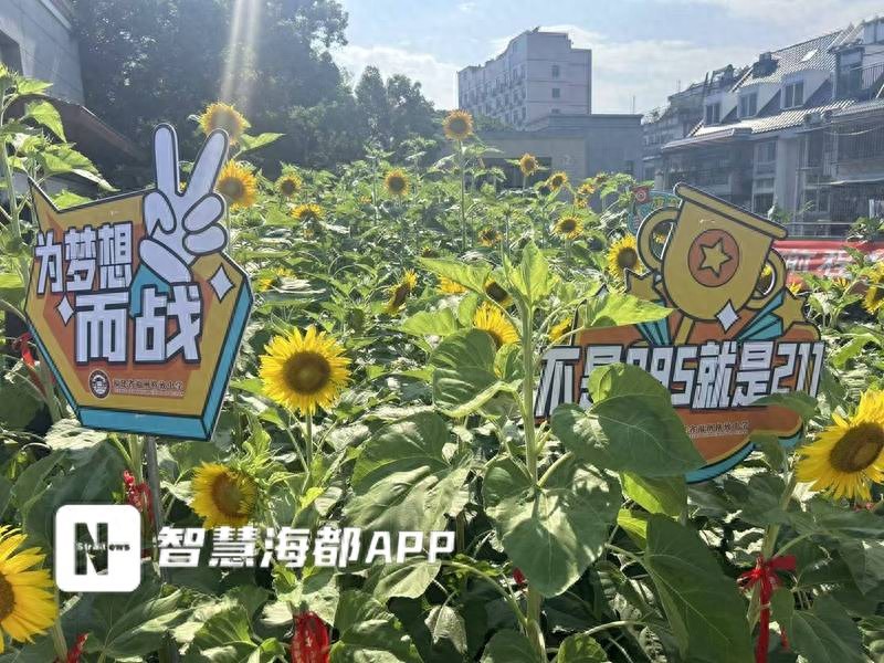 向日葵&ldquo;空中花海&rdquo; 祝高三考生&ldquo;一举夺魁&rdquo;！福州格致中学楼顶600余株向日葵盛放