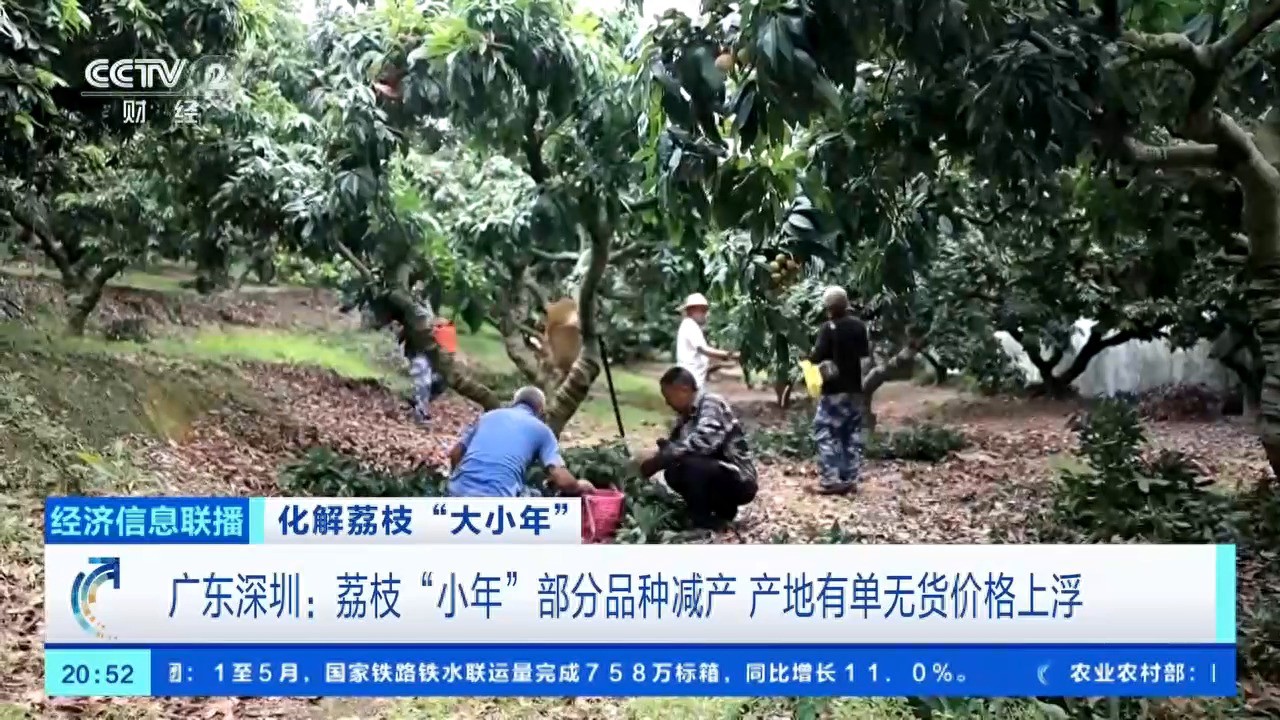 荔枝&ldquo;小年&rdquo;如何破局？广东茂名&ldquo;荔&rdquo;挽狂澜